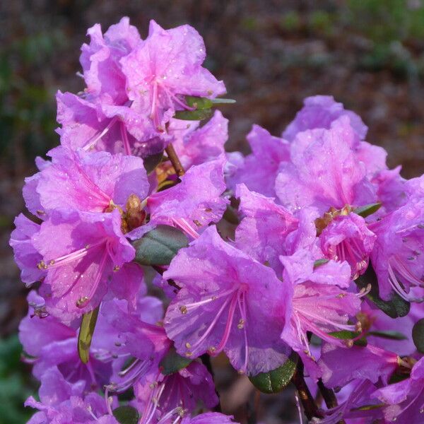 Rhododendron sichotense Flower
