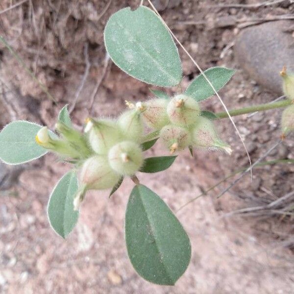 Tripodion tetraphyllum फूल