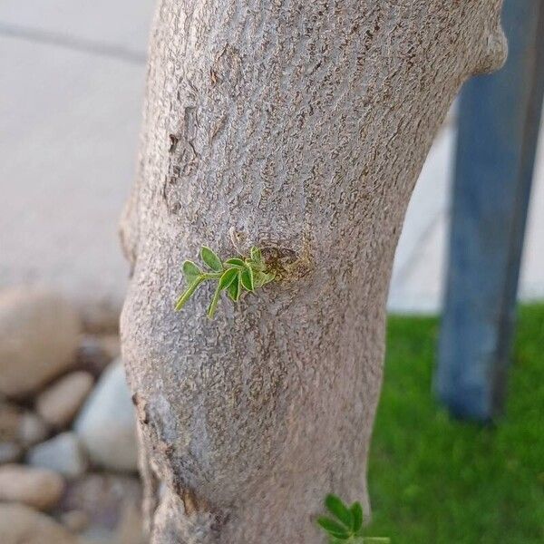 Senna multiglandulosa Kora