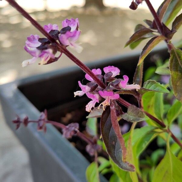 Ocimum basilicum Flower