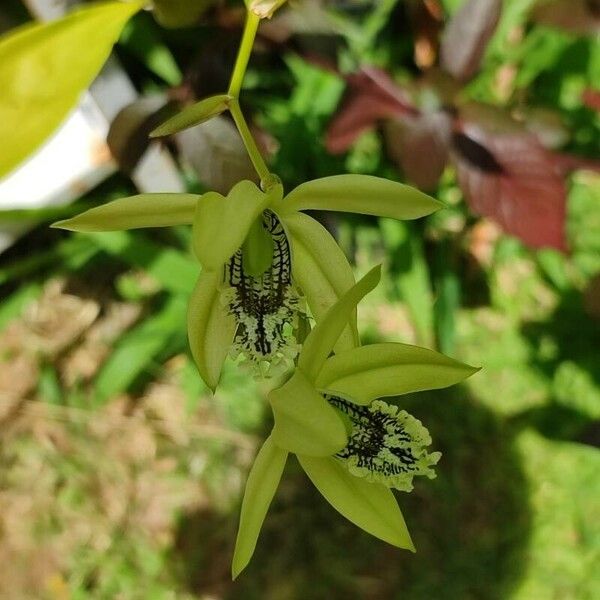 Coelogyne pandurata 花