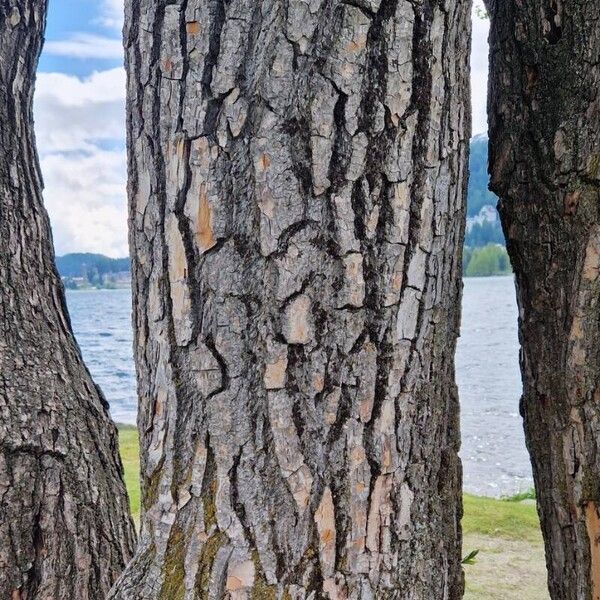 Salix pentandra 树皮