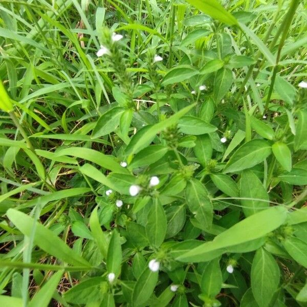 Rostellularia procumbens Blad