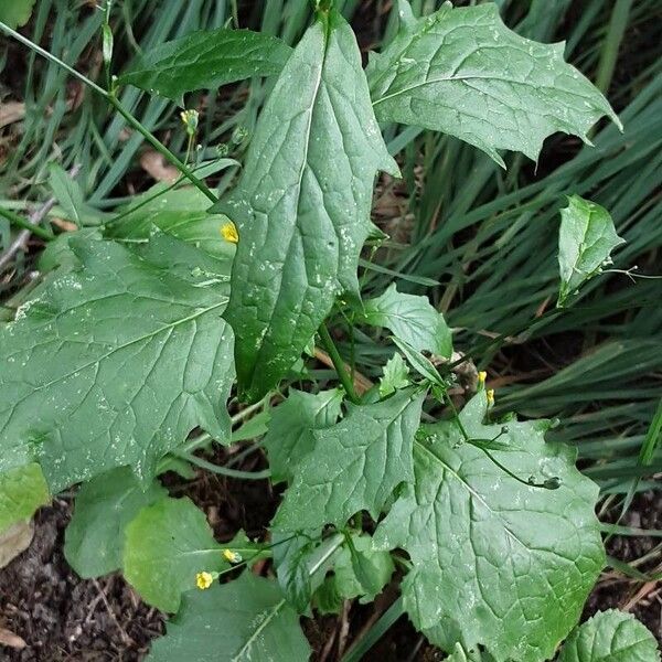 Lapsana communis ശീലം