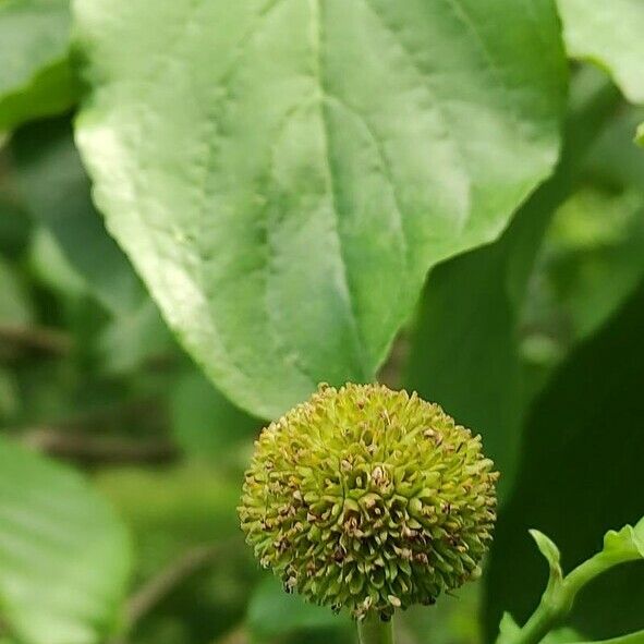 Cornus nuttallii Fruitua