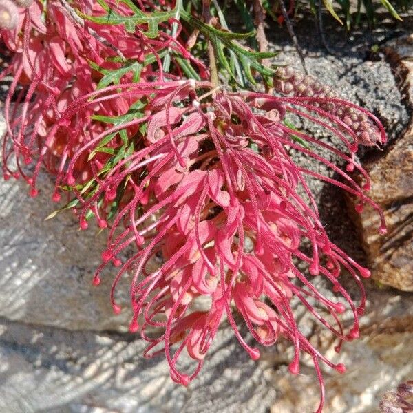 Grevillea banksii 花