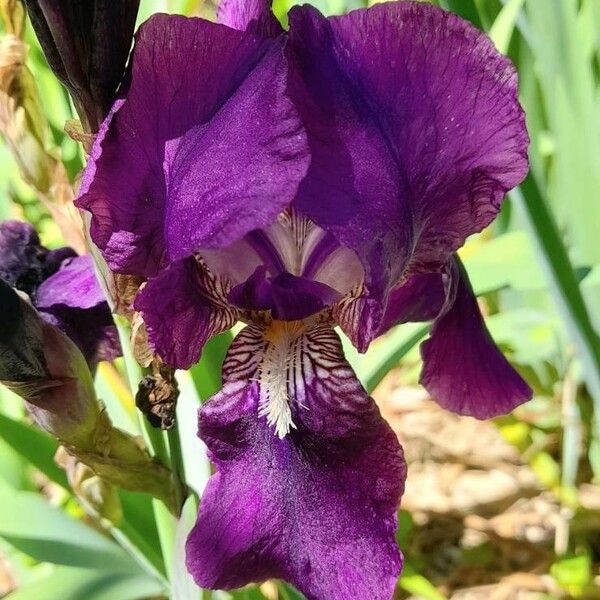 Iris pumila Lorea