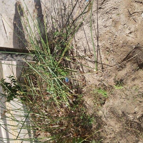 Cyperus articulatus Leaf