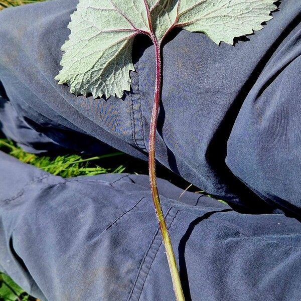 Adenostyles leucophylla 叶