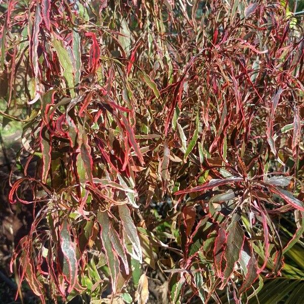 Acalypha wilkesiana Folha