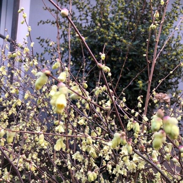 Corylopsis pauciflora ফুল