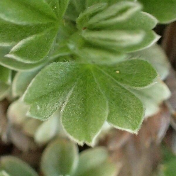 Potentilla nitida Leaf