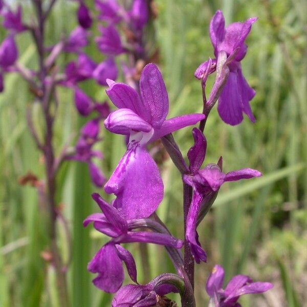 Anacamptis × alata Floare