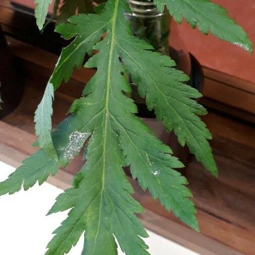 Tanacetum macrophyllum Leaf