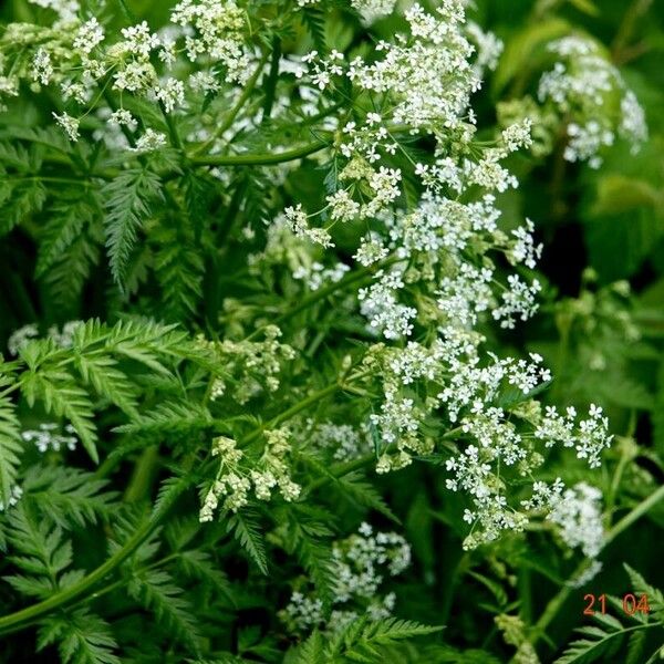 Chaerophyllum aureum 整株植物