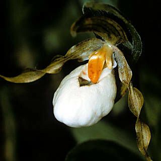 Cypripedium candidum Цвят