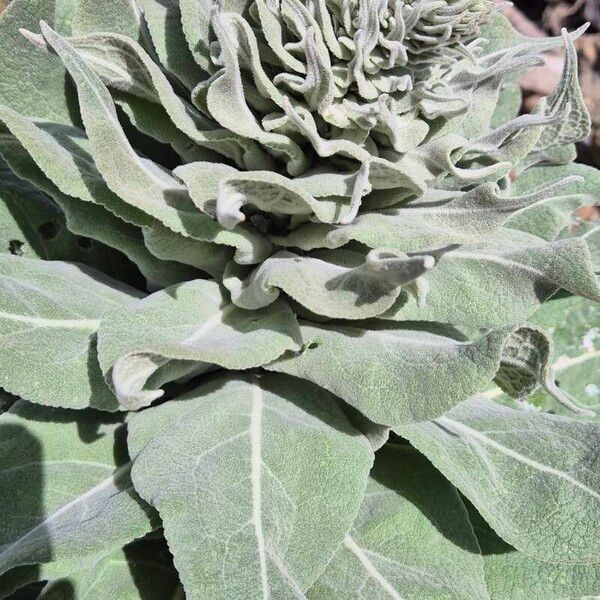 Verbascum pulverulentum Hábito