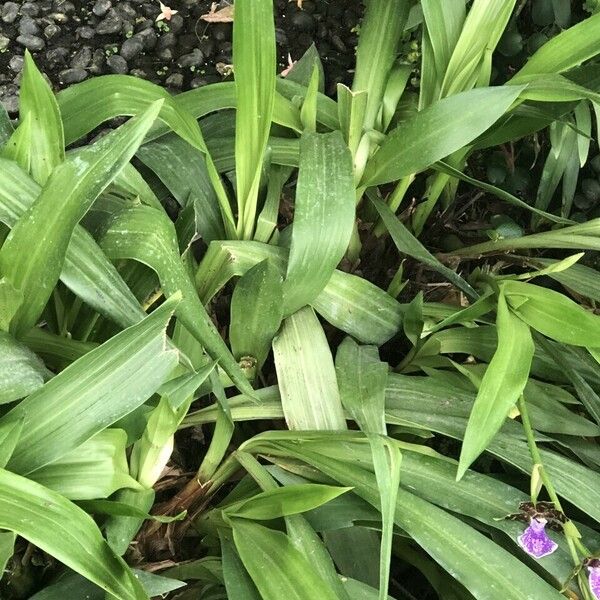 Zygopetalum maculatum List