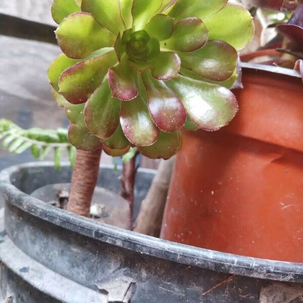 Aeonium arboreum Liść