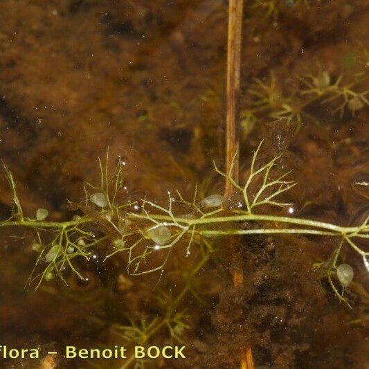 Utricularia ochroleuca Ostatní