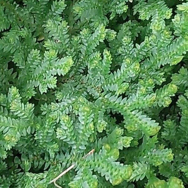 Selaginella uncinata Yaprak