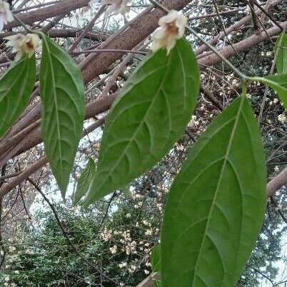 Chimonanthus praecox Leaf