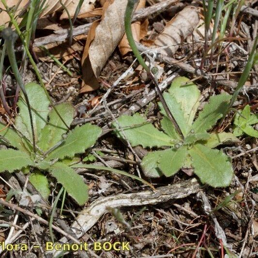 Arnoseris minima Habit