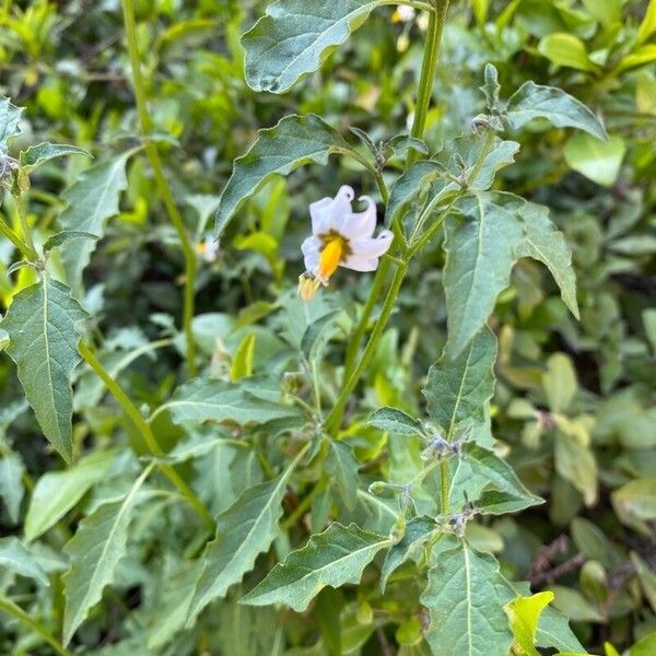 Solanum douglasii Blodyn