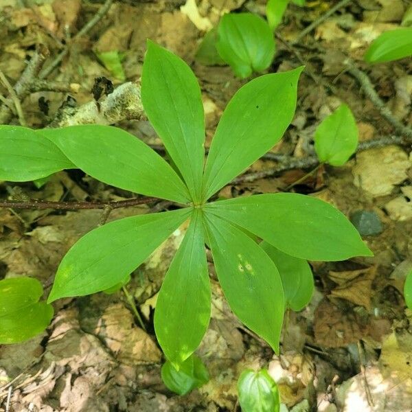 Medeola virginiana List