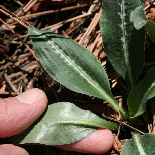 Goodyera oblongifolia عادت