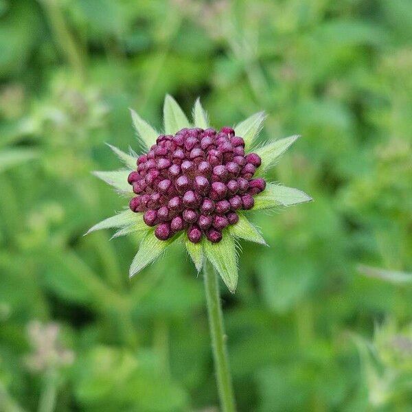 Knautia macedonica Blüte