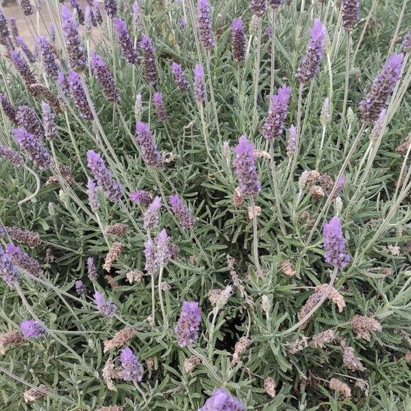 Lavandula dentata 形態