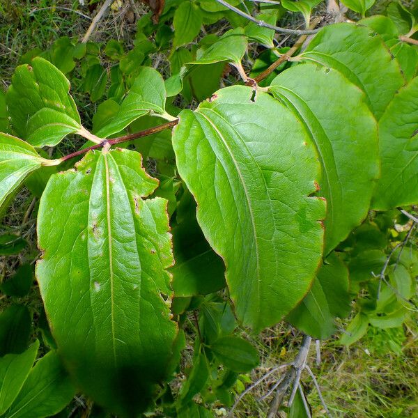 Heptacodium miconioides Leaf