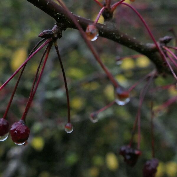 Malus toringo 果