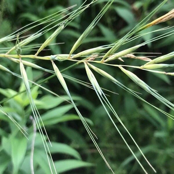 Elymus hystrix Floro