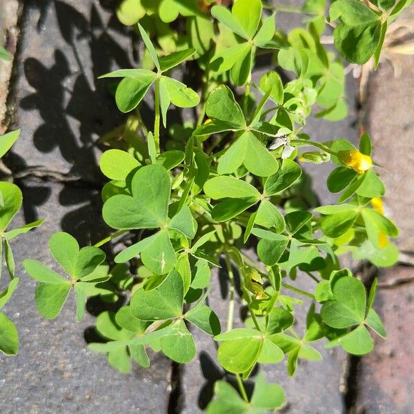 Oxalis stricta পাতা