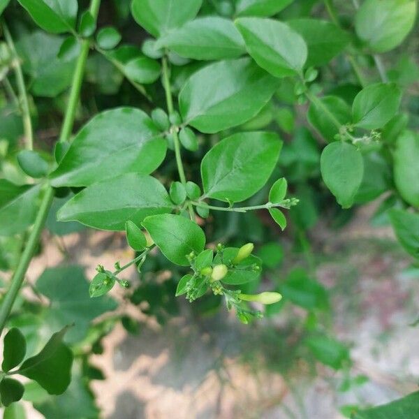 Jasminum fluminense Leht