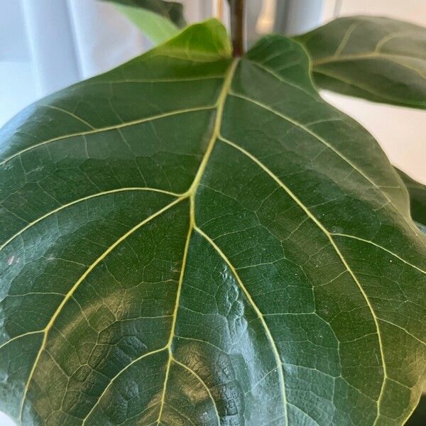 Ficus lyrata 葉