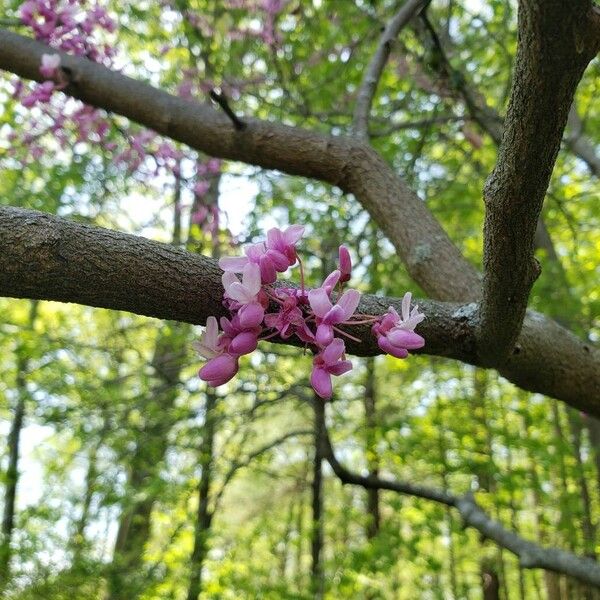 Cercis canadensis Blomst