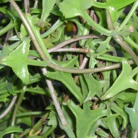 Kalanchoe beauverdii Blatt