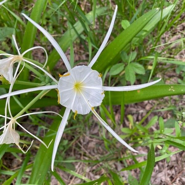 Hymenocallis liriosme Λουλούδι