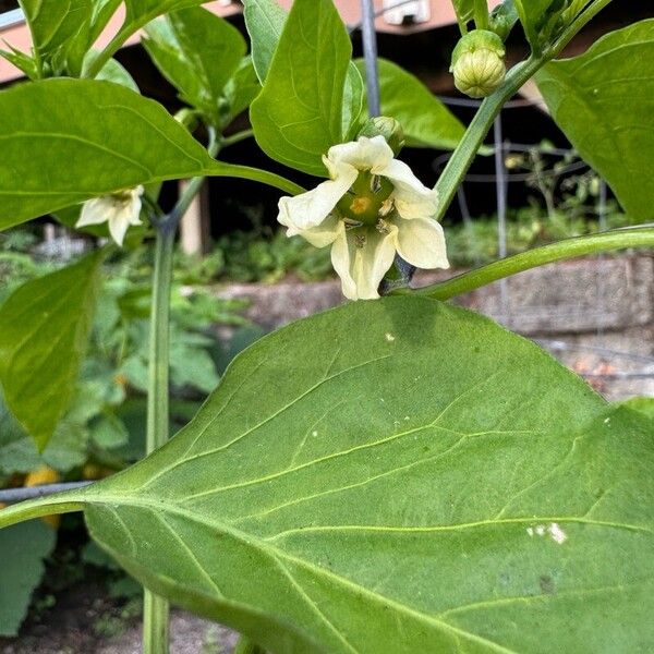 Capsicum annuum 花