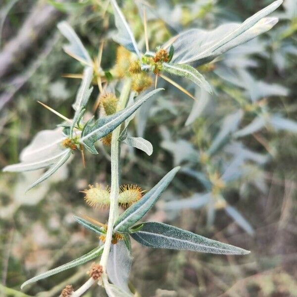 Xanthium spinosum Fruto