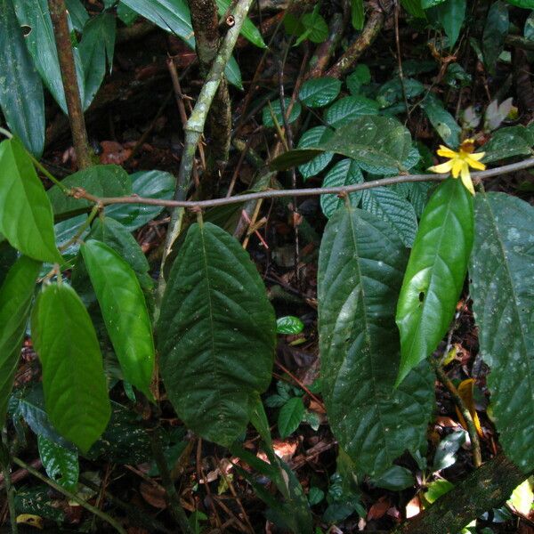 Ancistrocarpus densispinosus Leaf