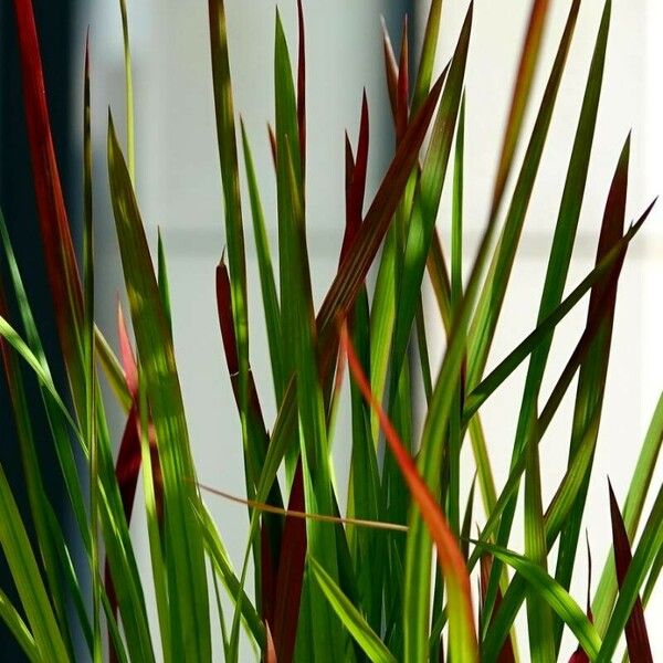 Imperata cylindrica Leaf