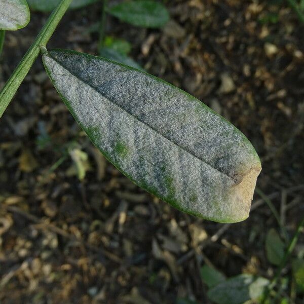 Crotalaria retusa Feuille