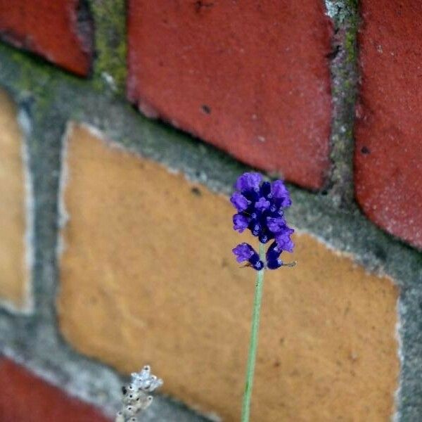 Lavandula angustifolia ফুল