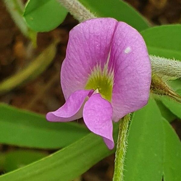Tephrosia subtriflora 花