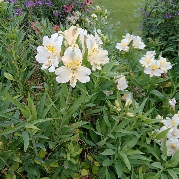 Alstroemeria spp. Flower