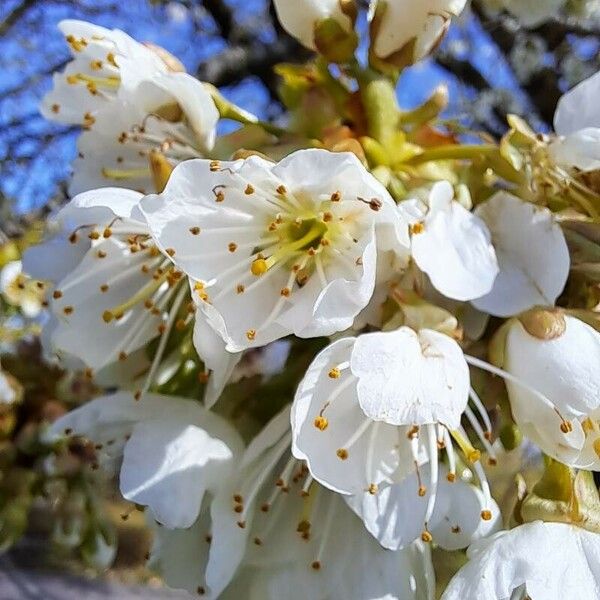 Prunus × gondouinii फूल